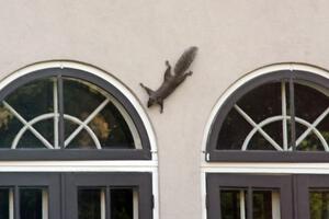 A gray squirrel scales a stucco wall of a house across from Lake Harriet.