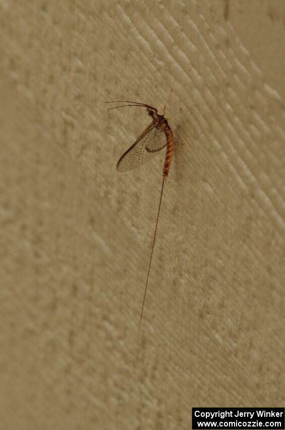 Mayfly