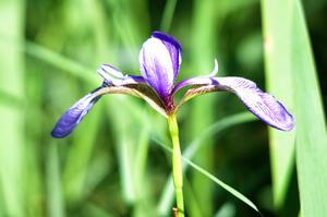 Blue Flag Iris