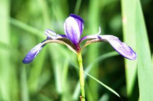 Blue Flag Iris