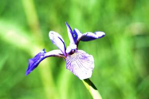 Blue Flag Iris