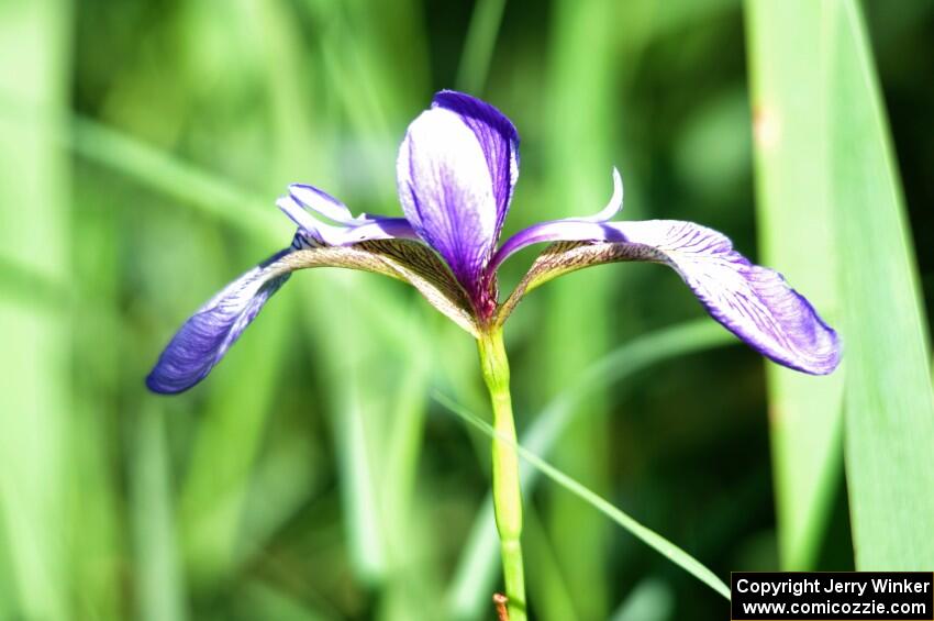 Blue Flag Iris