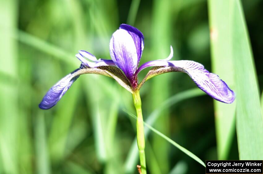 Blue Flag Iris