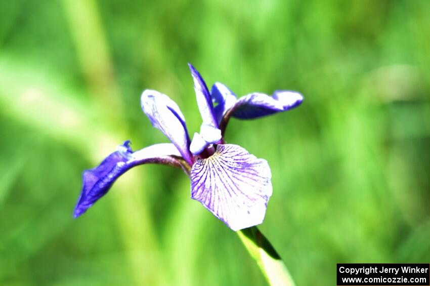 Blue Flag Iris