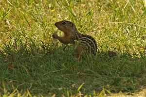 Thirteen-lined ground squirrel