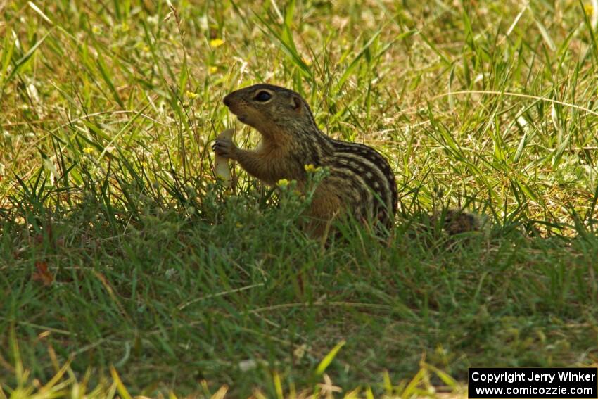 Thirteen-lined ground squirrel