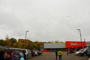 A murder of crows flies above the ArtCar display in NE Minneapolis.