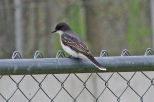 Eastern Kingbird