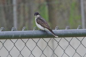 Eastern Kingbird