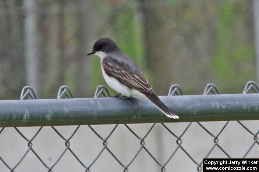 Eastern Kingbird