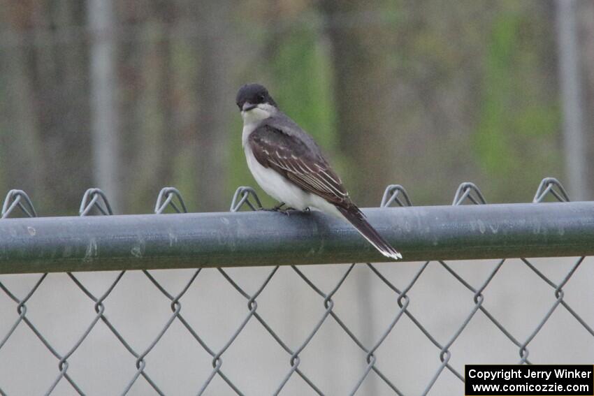 Eastern Kingbird