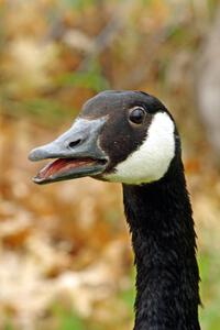 Mama Canada Goose hissing at me while I take photos.