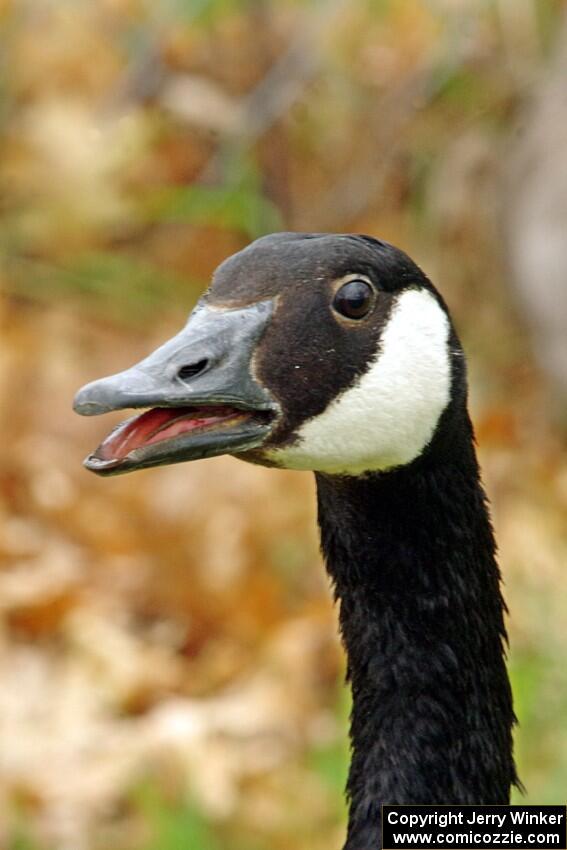 Mama Canada Goose hissing at me while I take photos.