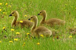 Goslings in the grass off the carousel.