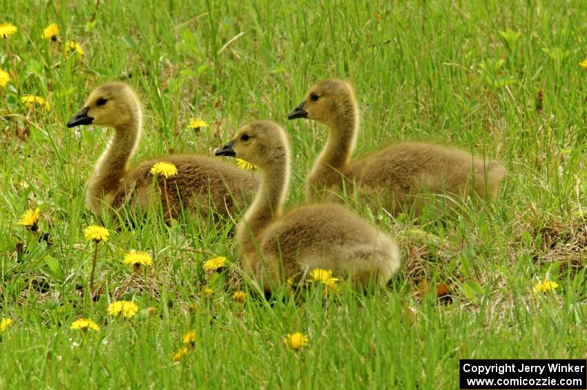 Goslings in the grass off the carousel.