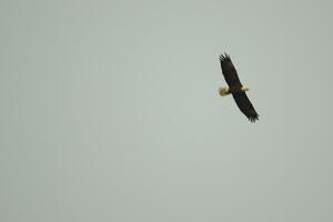 A Bald Eagle soars above the countryside.