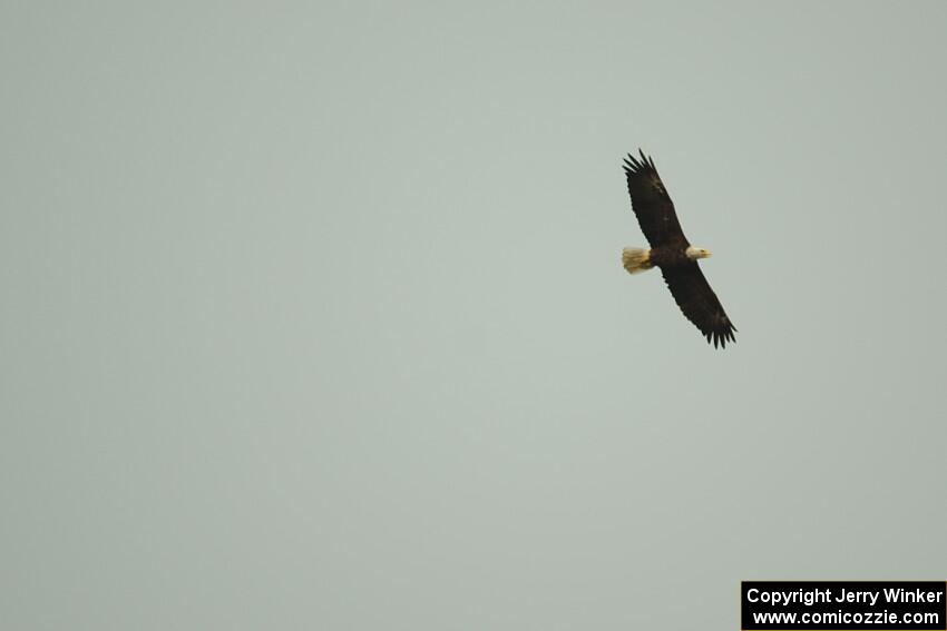 A Bald Eagle soars above the countryside.