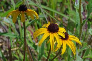 Black-eyed Susans