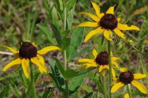 Black-eyed Susans