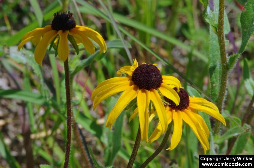 Black-eyed Susans