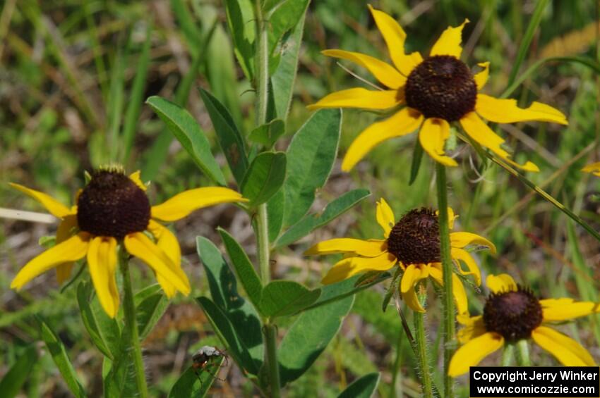 Black-eyed Susans