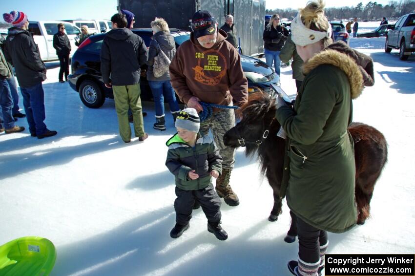 A miniature Shetland Pony came out to see the iceracers.