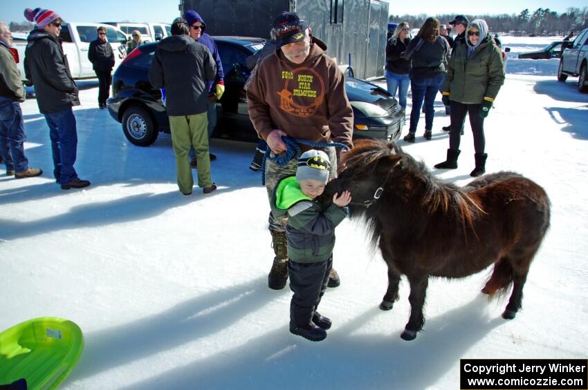 A miniature Shetland Pony came out to see the iceracers.