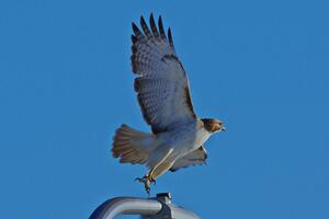 Red-tailed Hawk