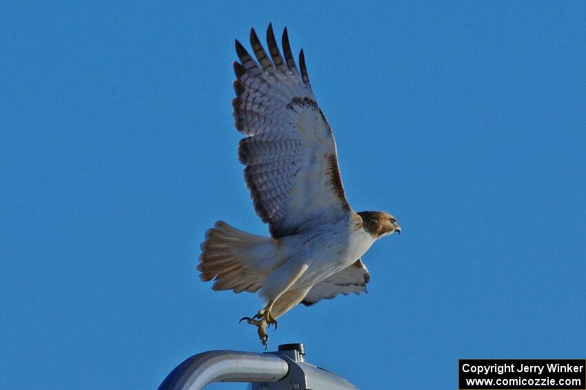 Red-tailed Hawk