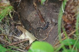 A spectator found a Blue-spotted Salamander under a large rock.