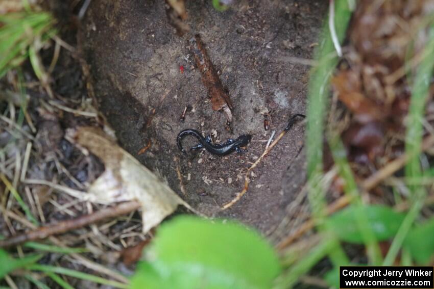 A spectator found a Blue-spotted Salamander under a large rock.