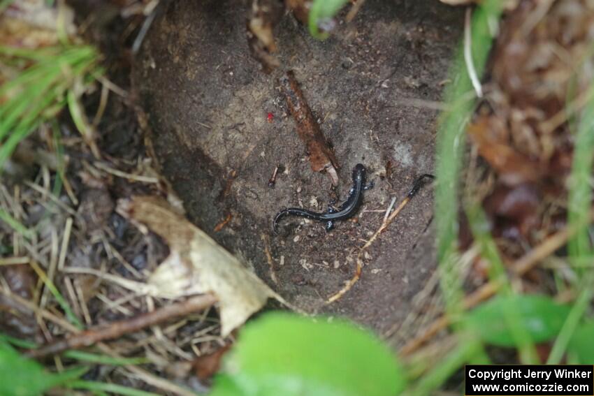 A spectator found a Blue-spotted Salamander under a large rock.