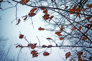 Oak leaves fluttering in the breeze as the winds pick up.