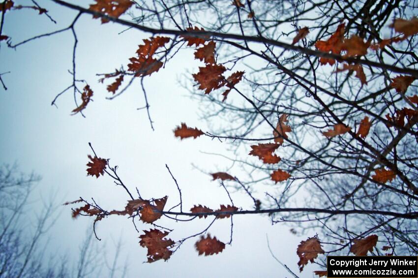 Oak leaves fluttering in the breeze as the winds pick up.