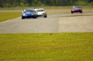 A killdeer on the outside of turn 4.