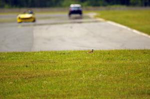 A killdeer on the outside of turn 4.