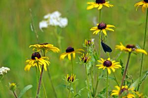 A Virginia ctenucha moth on a black-eyed susan.