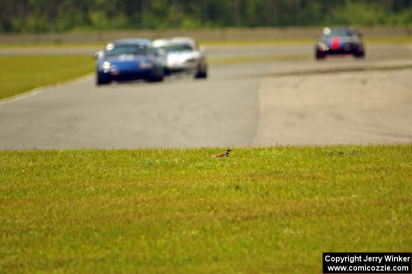 A killdeer on the outside of turn 4.