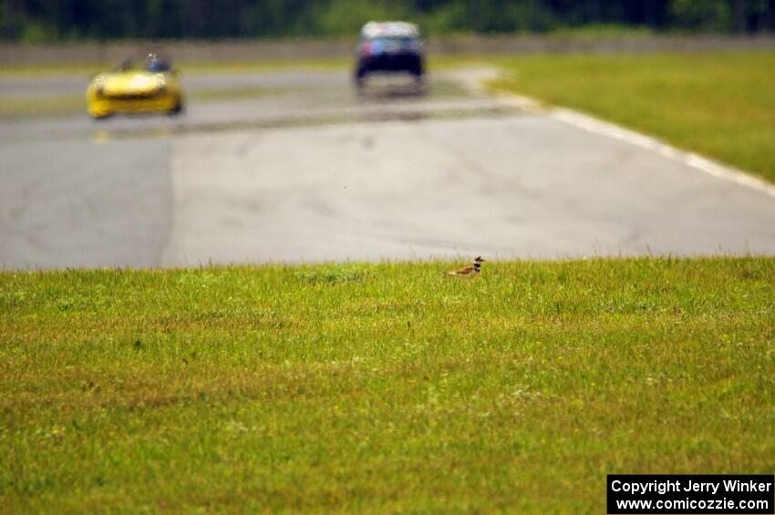 A killdeer on the outside of turn 4.