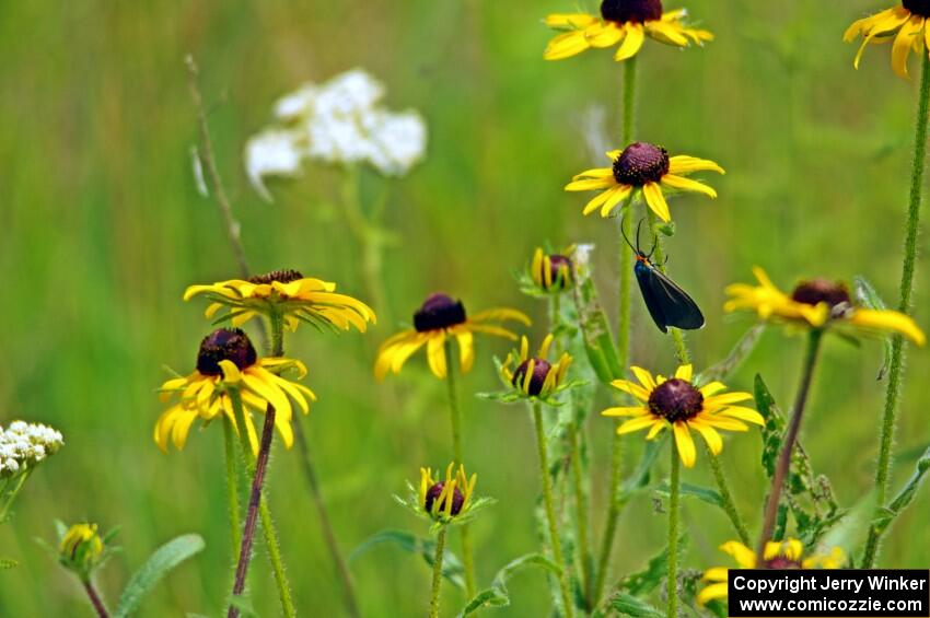 A Virginia ctenucha moth on a black-eyed susan.