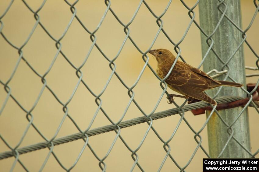 Female Red-winged Blackbird