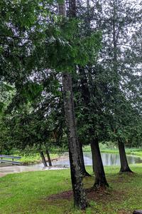 Scenery at the campground near Powers, MI.