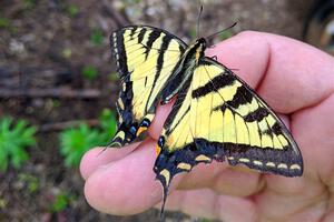 Canadian Tiger Swallowtail Butterfly