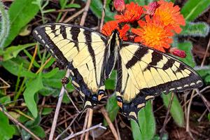 Canadian Tiger Swallowtail Butterfly