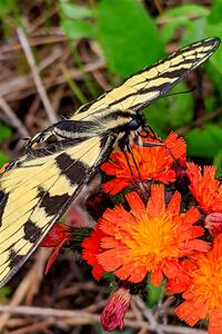 Canadian Tiger Swallowtail Butterfly