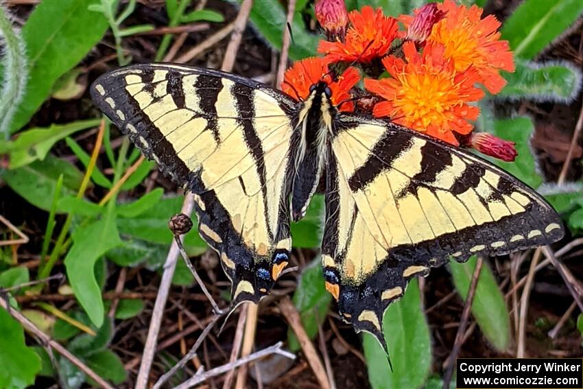 Canadian Tiger Swallowtail Butterfly