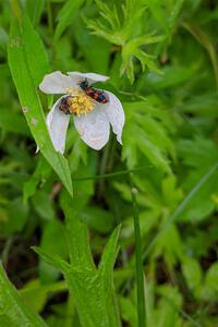 Flower beetles on a wild geranium.