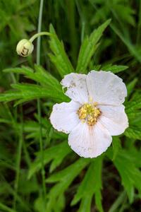 Wild geranium