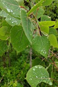 Water droplets cling to the leaves.
