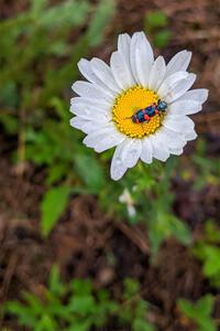 Flower beetles on a daisy.